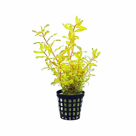 Ammannia pedicellata 'Gold'