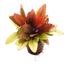 Echinodorus Regine Hildebrandt