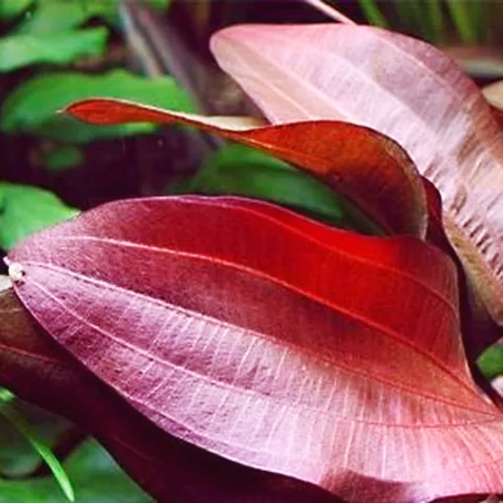 Echinodorus Regine Hildebrandt