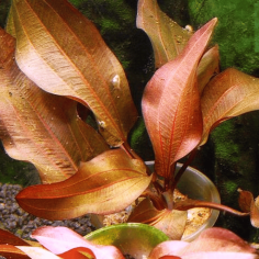 Echinodorus Regine Hildebrandt 2
