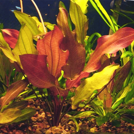 Echinodorus Regine Hildebrandt