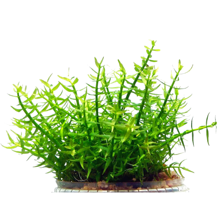 Gratiola Viscidula