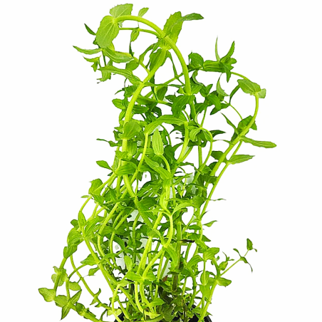 Gratiola Viscidula