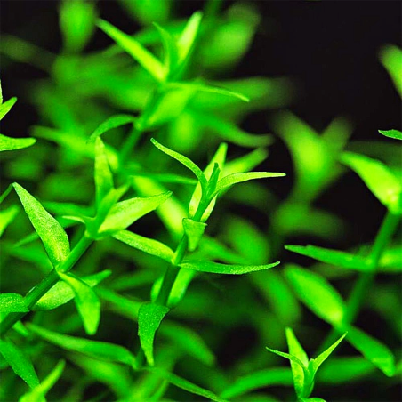 Gratiola Viscidula