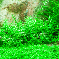 Gratiola Viscidula 2