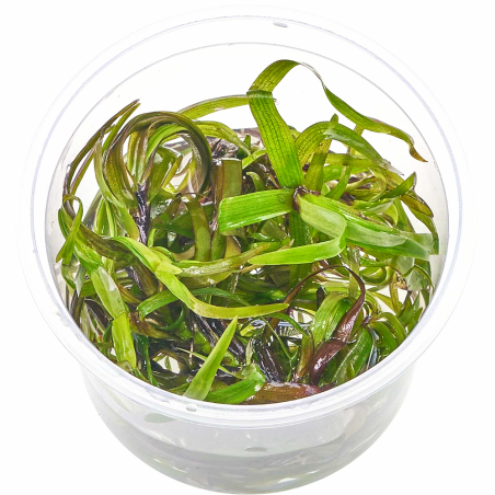 eichhornia azurea