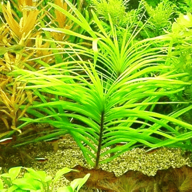 eichhornia azurea