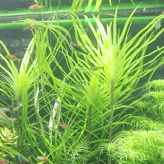 eichhornia azurea 2