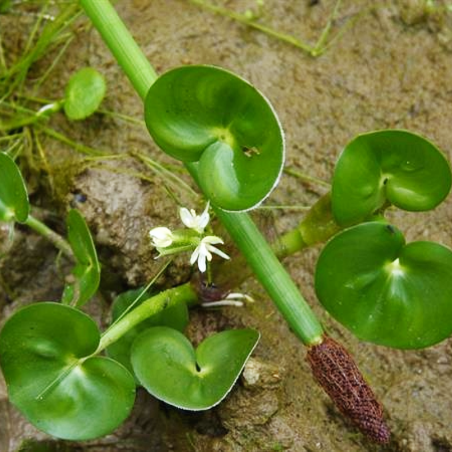 Heteranthera reniformis