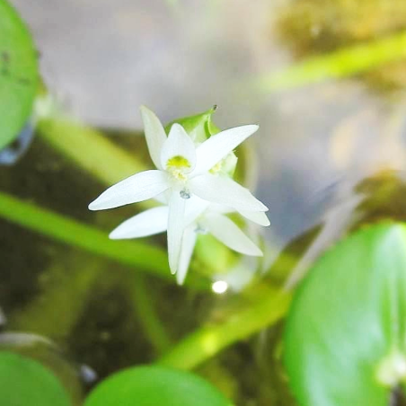 Heteranthera reniformis