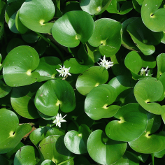 Heteranthera reniformis 2