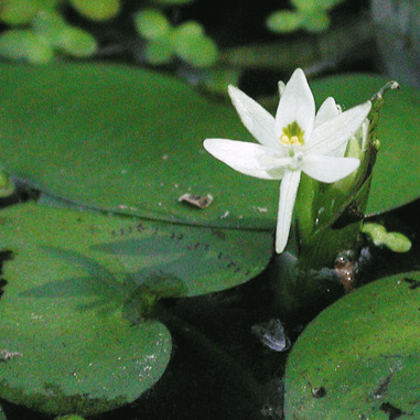 Heteranthera reniformis