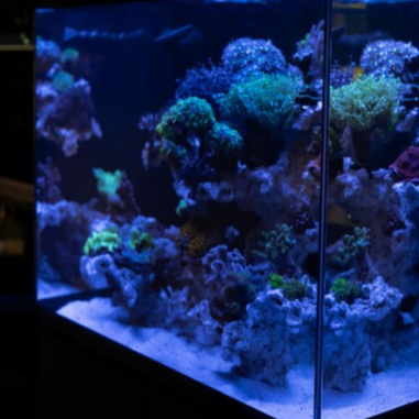 Aquael Set Glossy Marine 60 Nero - acquario...