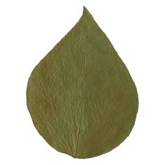 Dennerle Shrimp King Dadap Leaves 10pz - Foglie di... 2