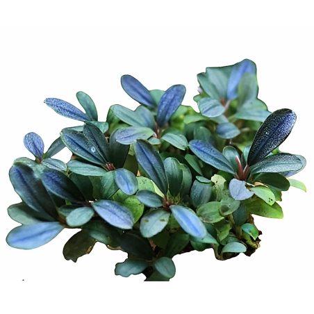 Bucephalandra sp. Blue Green
