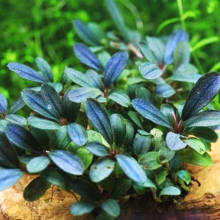 Bucephalandra sp. Blue Green
