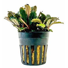 Bucephalandra sp. Blue Green