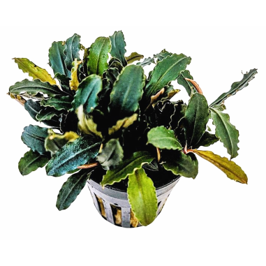 Bucephalandra sp. Blue Green