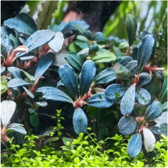 Bucephalandra sp. Blue Green 2