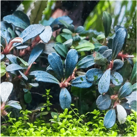 Bucephalandra sp. Blue Green