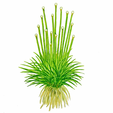 Eriocaulon polaris - in Vitro