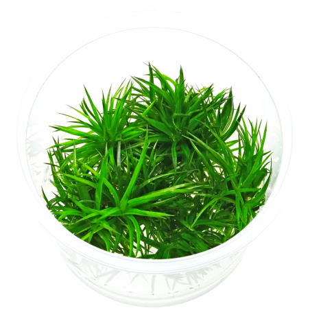 Eriocaulon polaris - in Vitro