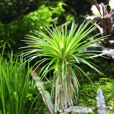 Eriocaulon polaris - in Vitro