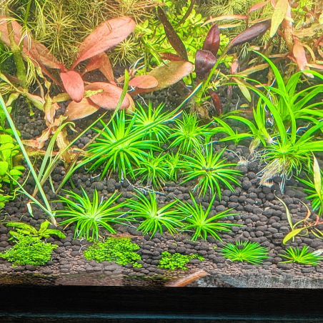Eriocaulon polaris - in Vitro