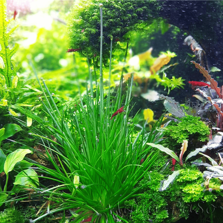 Eriocaulon polaris - in Vitro