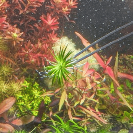 Eriocaulon polaris - in Vitro