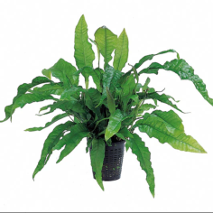 Microsorum pteropus 'Latifolia'