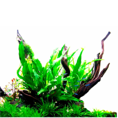 Microsorum pteropus 'Latifolia' 2