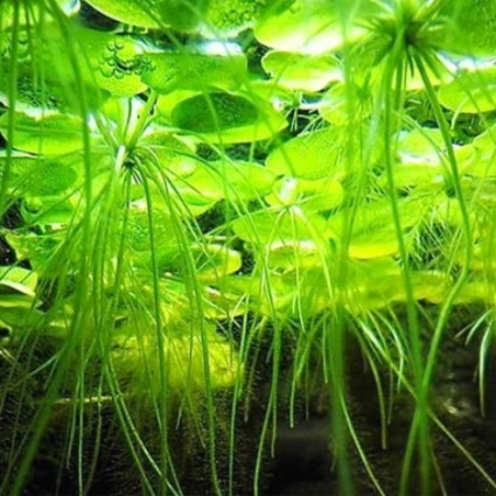 Limnobium laevigatum - in vitro