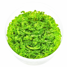 Monosolenium tenerum (Round Pellia Moss) - muschio in vitro