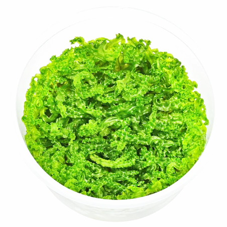 Monosolenium tenerum (Round Pellia Moss) - muschio in vitro