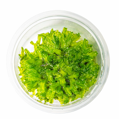 Monosolenium tenerum (Round Pellia Moss) - muschio in vitro 2