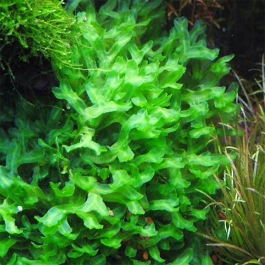 Monosolenium tenerum (Round Pellia Moss) - muschio in vitro