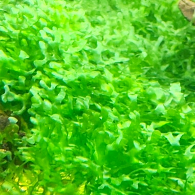 Monosolenium tenerum (Round Pellia Moss) - muschio in vitro