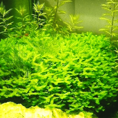 Monosolenium tenerum (Round Pellia Moss) - muschio in vitro