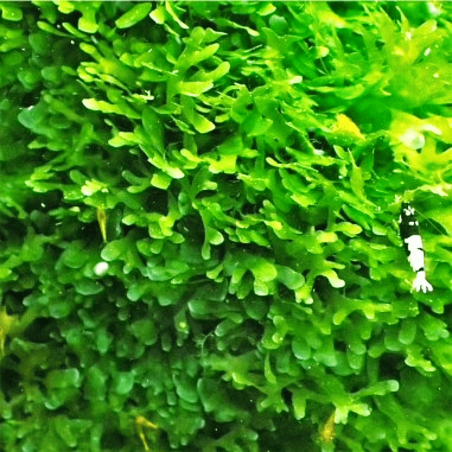 Monosolenium tenerum (Round Pellia Moss) - muschio in vitro
