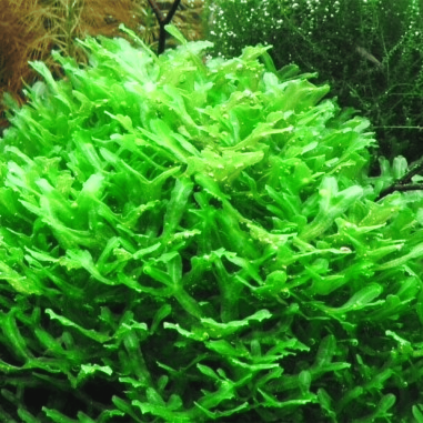 Monosolenium tenerum (Round Pellia Moss) - muschio in vitro
