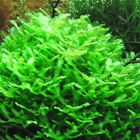 Monosolenium tenerum (Round Pellia Moss) - muschio in vitro