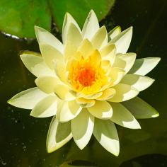 Nymphaea 'Marliacea Chromatella' (Medium Yellow Water Lily)