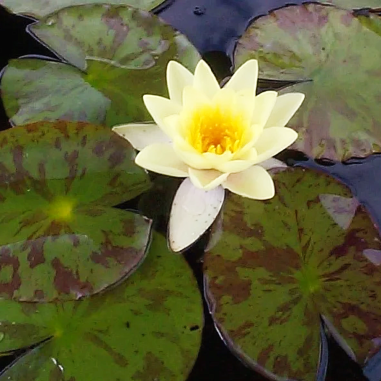 Nymphaea 'Marliacea Chromatella' (Medium Yellow Water Lily)