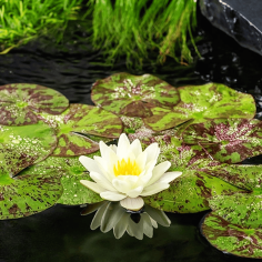 Nymphaea 'Marliacea Chromatella' (Medium Yellow Water Lily) 2