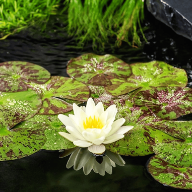Nymphaea 'Marliacea Chromatella' (Medium Yellow Water Lily)