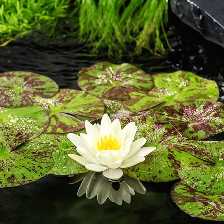 Nymphaea 'Marliacea Chromatella' (Medium Yellow Water Lily)