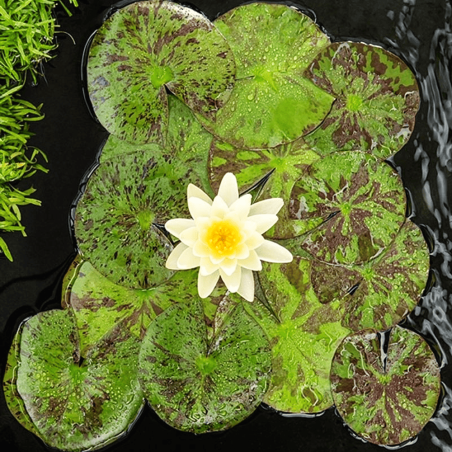 Nymphaea 'Marliacea Chromatella' (Medium Yellow Water Lily)