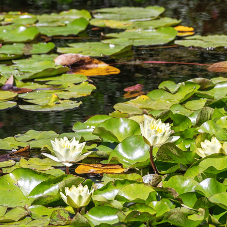 Nymphaea 'Marliacea Chromatella' (Medium Yellow Water Lily)