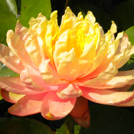 Nymphaea 'Mangkala Ubol Orange' (Medium Orange Water Lily)